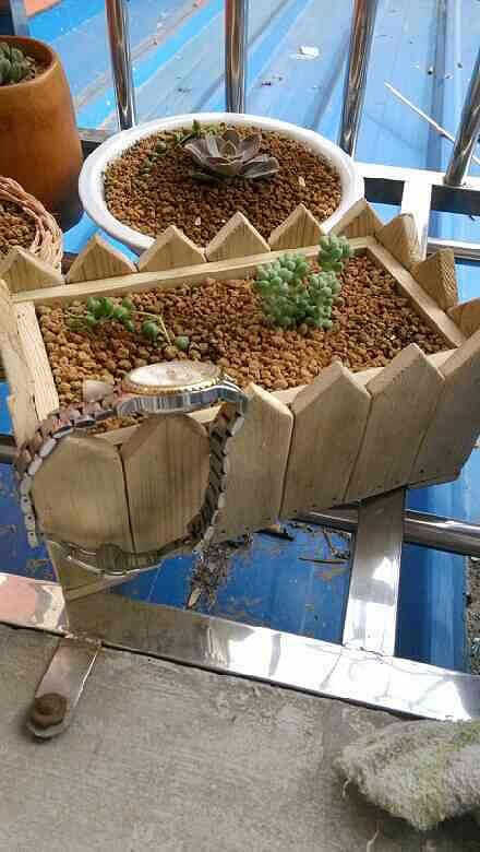 昨天去吴山花鸟城补了个松鼠顺便买了株据说