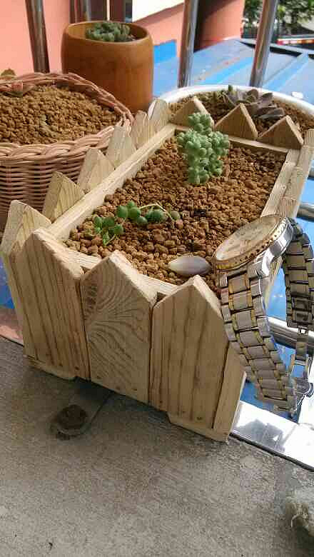 昨天去吴山花鸟城补了个松鼠顺便买了株据说