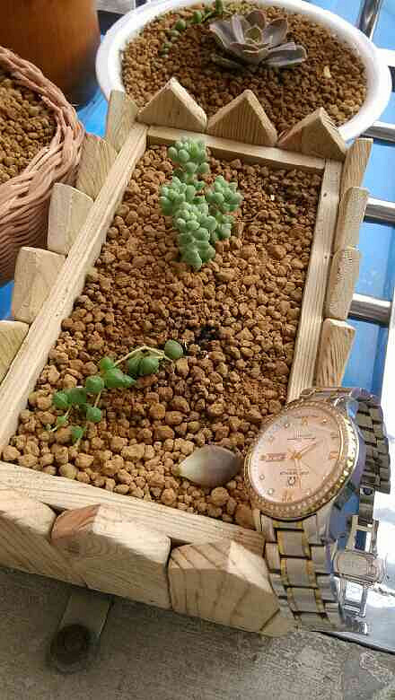 昨天去吴山花鸟城补了个松鼠顺便买了株据说