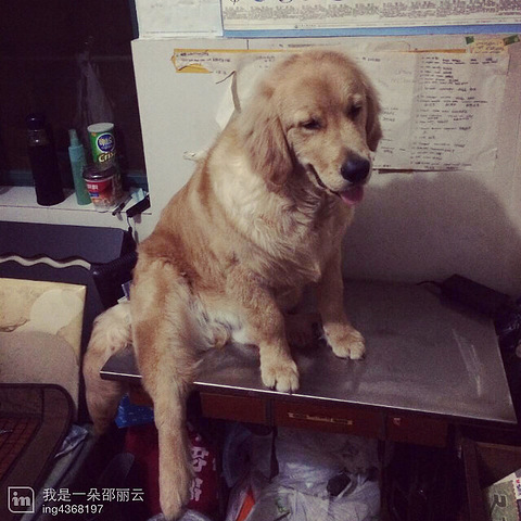 九个月金毛咬人,现在该怎么办! 金毛养在