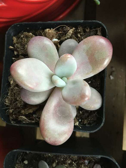 各位达人…这是桃蛋还是桃美人?我查了好久