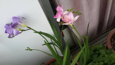 2015年小苍兰