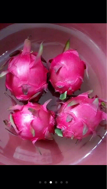 自家红心火龙果!不甜不要钱有需要联系我_19楼