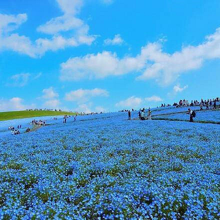日本hitashi公园的蓝色粉蝶花,超美的花海