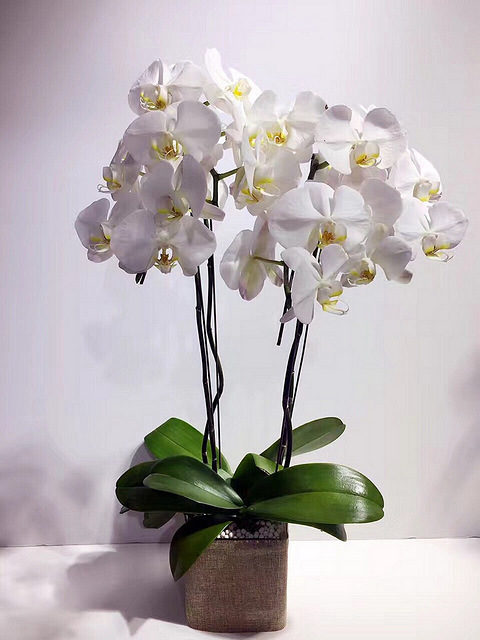 #你觉得今天的星座预测准吗?#12.2日双鱼座