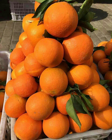 正宗奉节脐橙