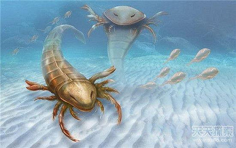 4.67亿年前一种海蝎新物种漫游在早期海洋,其体形大小接近于人体