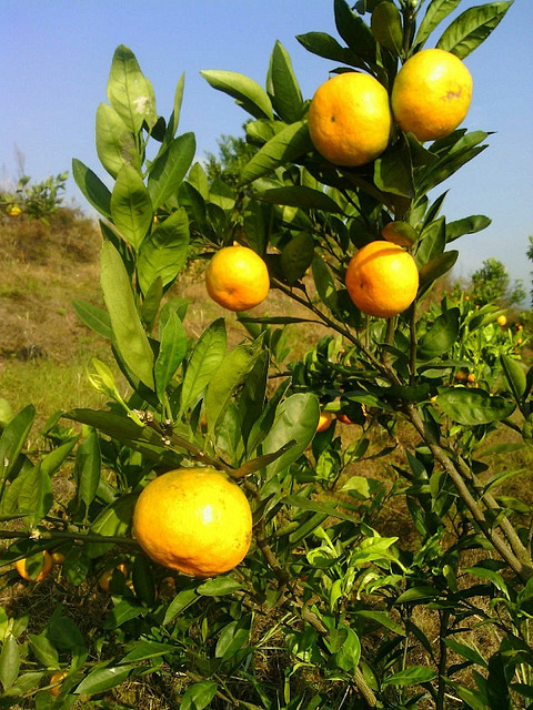 出售千岛湖橘子园一个,果园在小岛上,四面