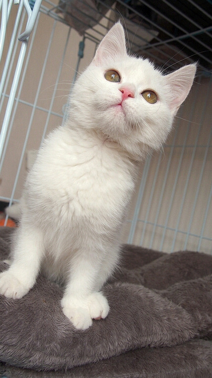 转让三个月 乳白色英短猫