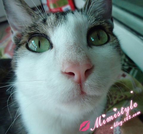 一只成年猫一个月大概吃多少猫粮?