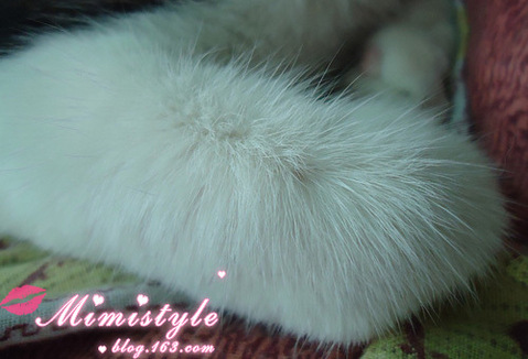 一只成年猫一个月大概吃多少猫粮?