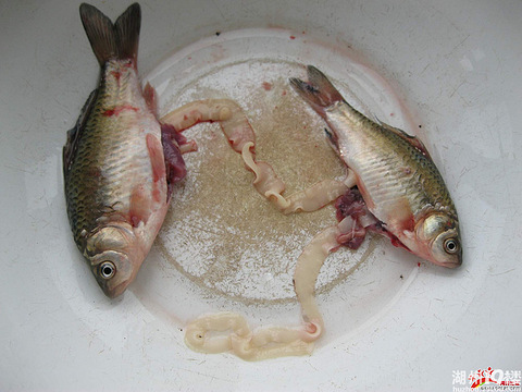 鲫鱼里面有恐怖寄生虫