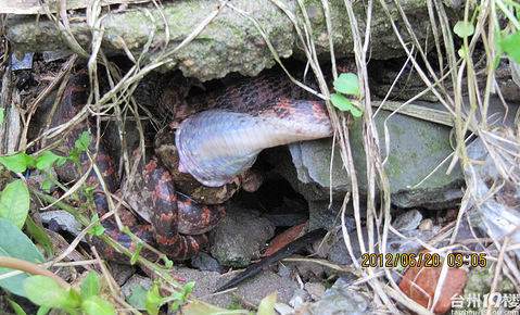 早上照的蛇吃癞蛤蟆全过程