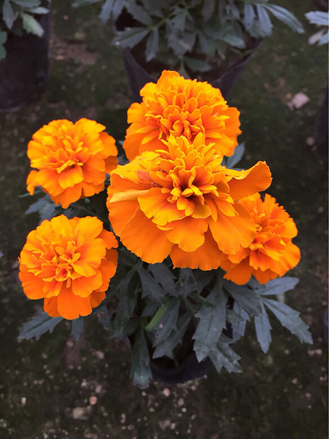 玉环城关地区,求小学辅导老师兼职,有过教