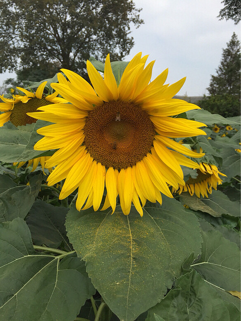 心已破碎不堪,再也无力去爱。