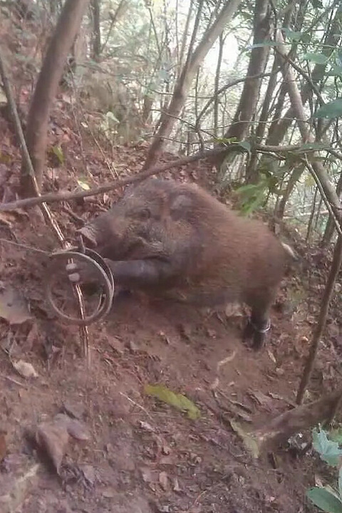 活抓野猪