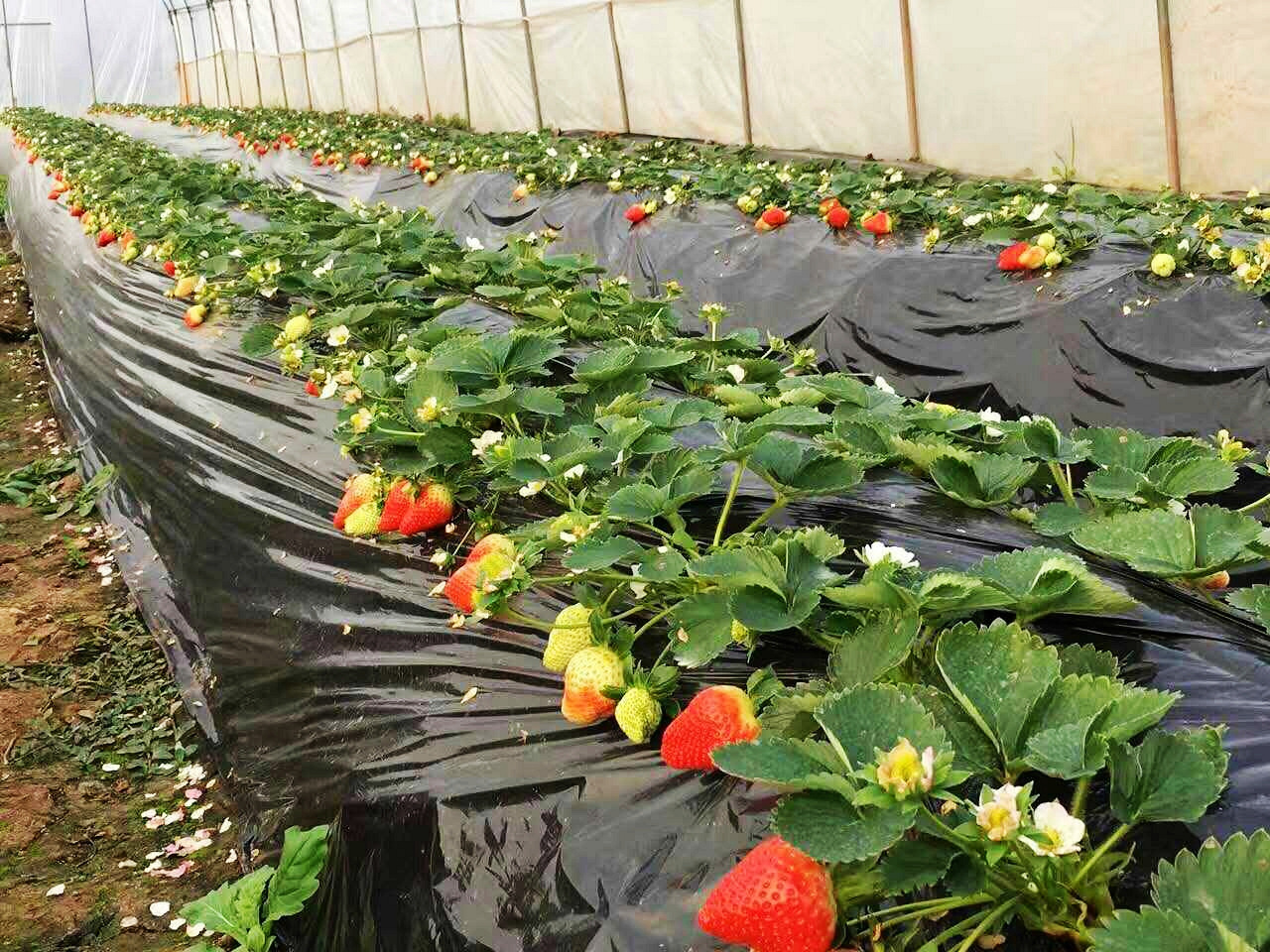 广州首家【空中草莓园】！足足15亩大，任摘任吃！_种植