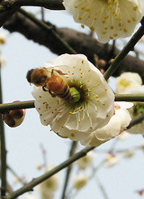 3月赏花地图 出国国内杭州周边 赏花大全-旅游