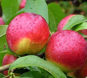 ζ���Ƚ���ˮ�����ó�,����ɽ��