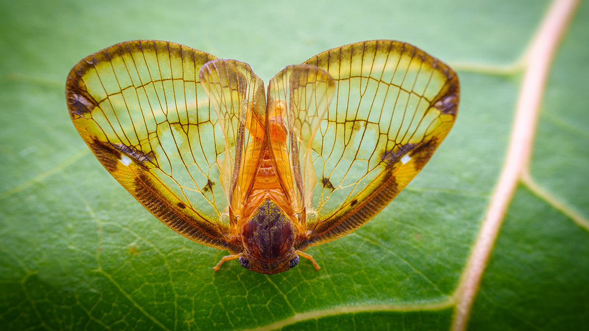 微距镜头里的昆虫世界，又萌又有趣