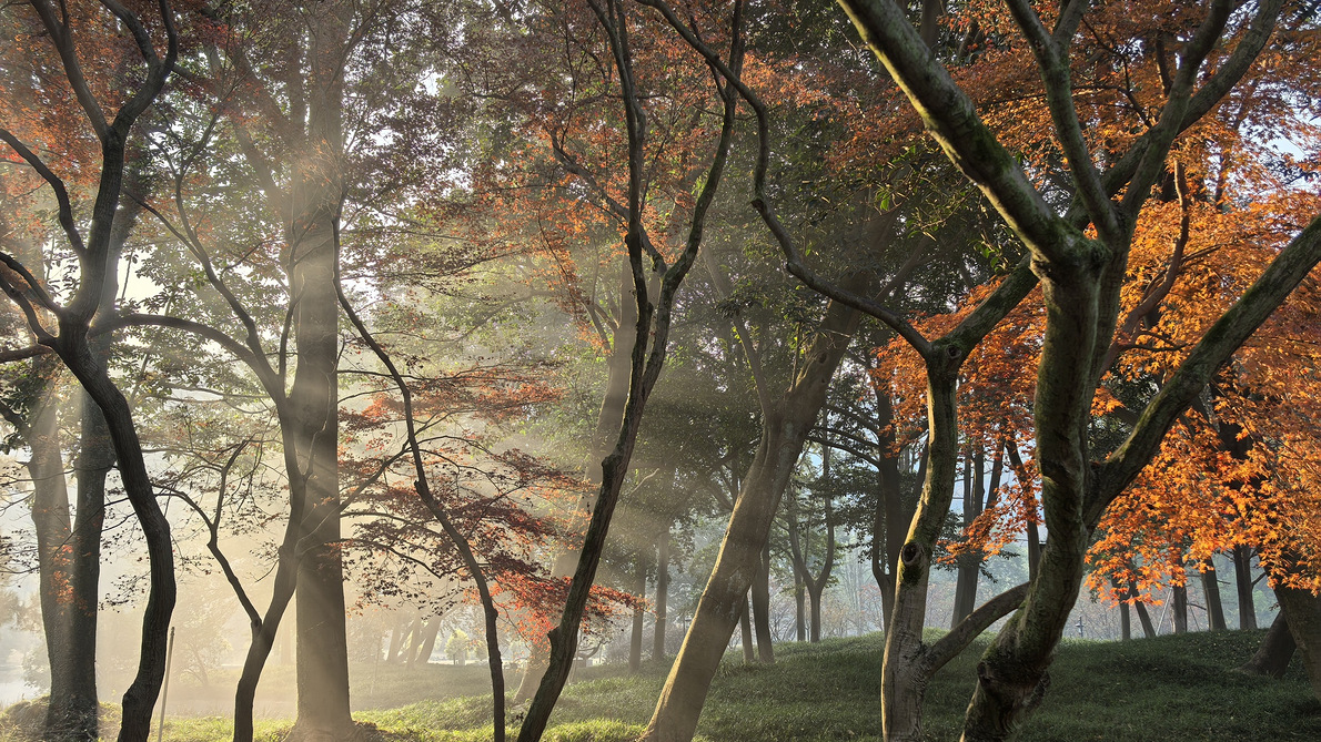 ����һ���Ҷ������̫���廨��