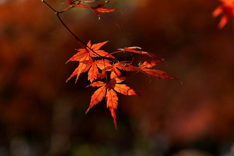 ��ʰ��֮��Ҷ