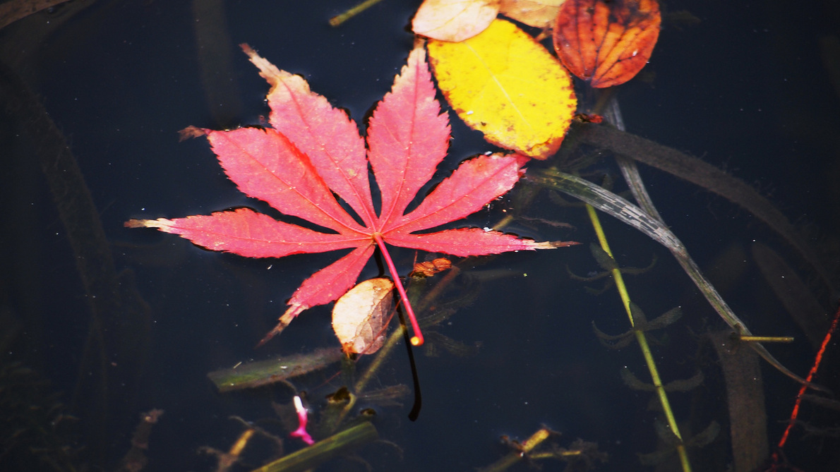 ���ļ���