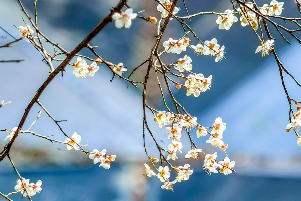 ������԰��÷ʢ��