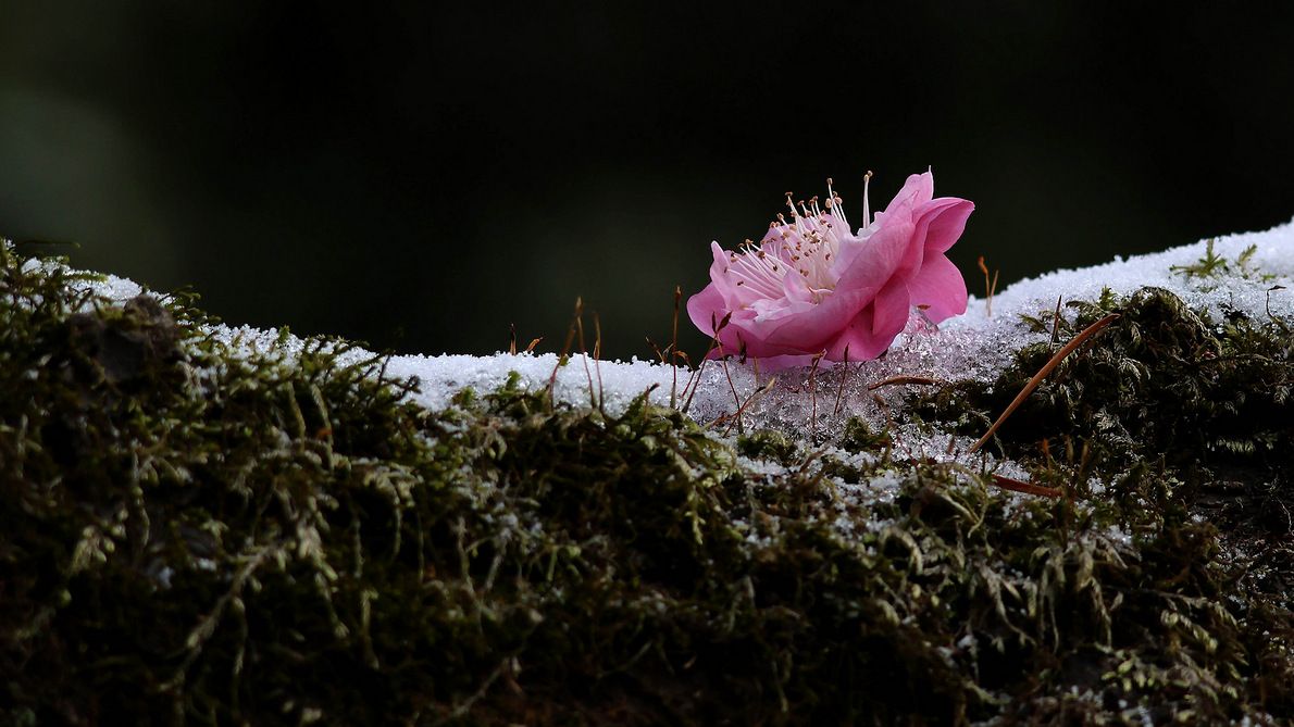 ֲ��԰��ѩ��÷