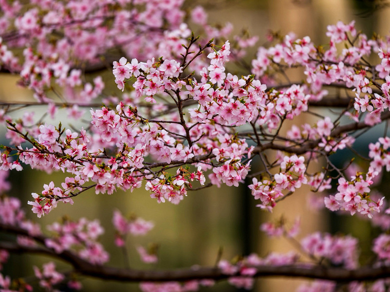 �������أ�÷�������ʢ��