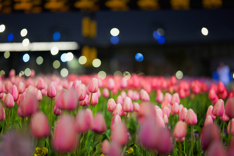 ����Ķ���