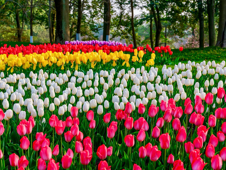 ����̫���幫԰�����㻨��