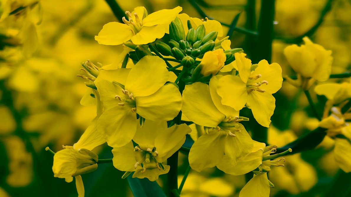 �����Ͳ˻��������