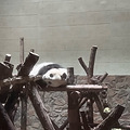 看看萌萌哒的熊猫