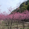 ׻ӣʢ续