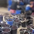 ����ҩ���粨�£���÷�۸����ˮ�����̻���һ�������ʮ����