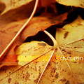 Autumn_Wallpaper_(44).jpg
