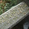 DSC07835.jpg