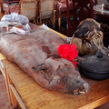 DSC08559.JPG