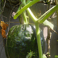 SANY0142.JPG