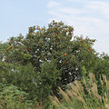 IMG_0417.JPG