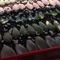 middle_640x640-233340_v2_13351423755220764_96f0a78347dd37240d4867c0d27bc2aa_����.jpg