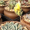 middle_2448x3264-110049_v2_11841423796449334_9e683d2a27f955e0fb6f3c17e4adddbe_����.jpg