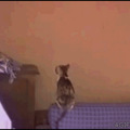 6927f719jw1dh5s4injppg.gif
