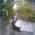 20100804(001).jpg