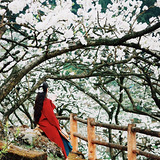 �����ܱ����滨�컨��