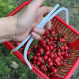 ľ�����ӣ������