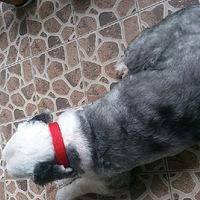 luluӵ