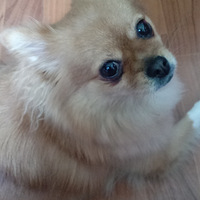 Һãҽн˳Ů