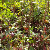 ���ǵĹ�԰����԰�����������ǵĲ�԰�С�������������������